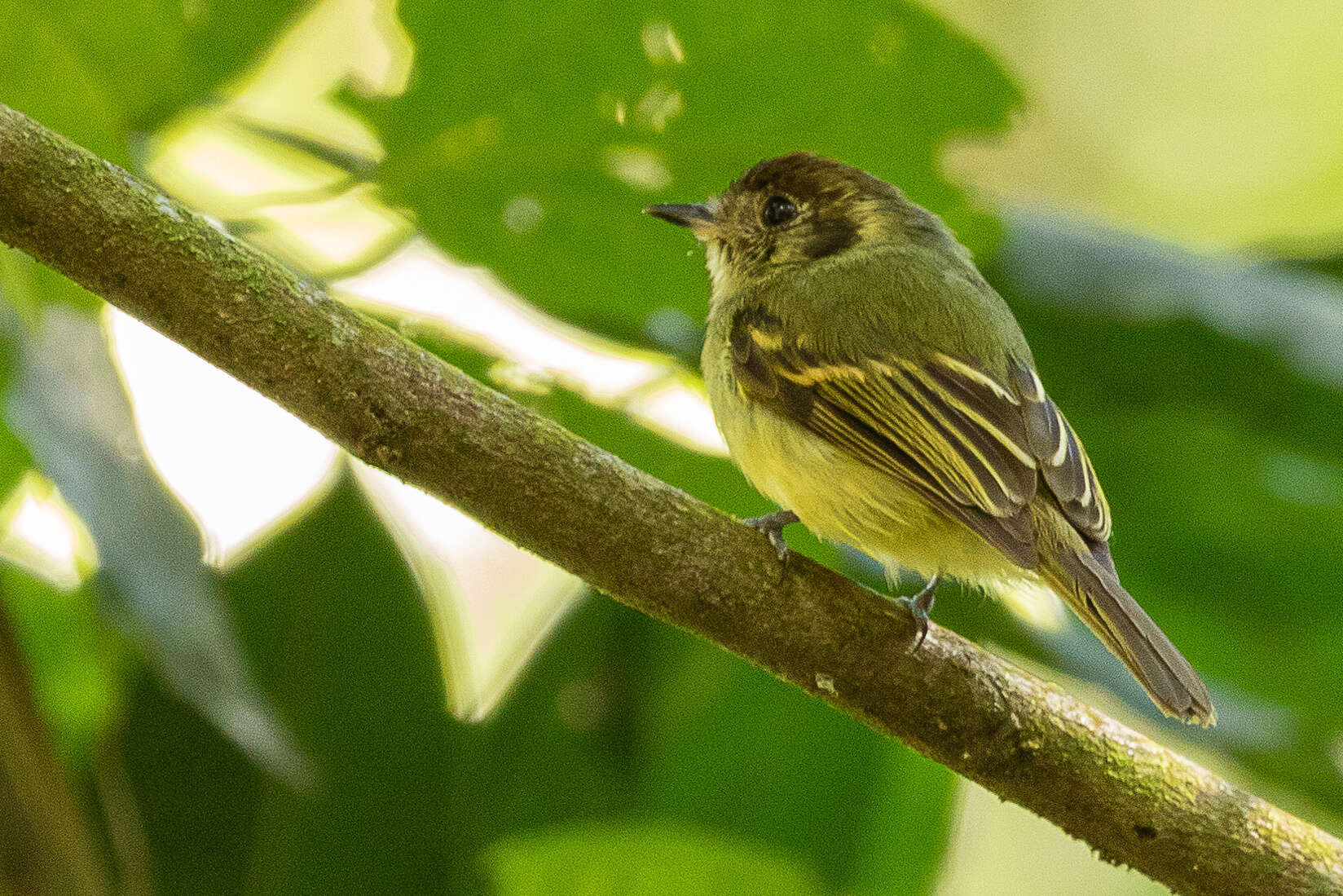 Image of Sepia-capped Flycatcher