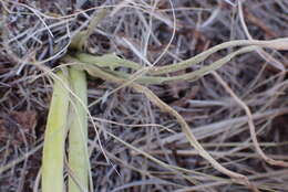 Image of Albuca prasina (Ker Gawl.) J. C. Manning & Goldblatt