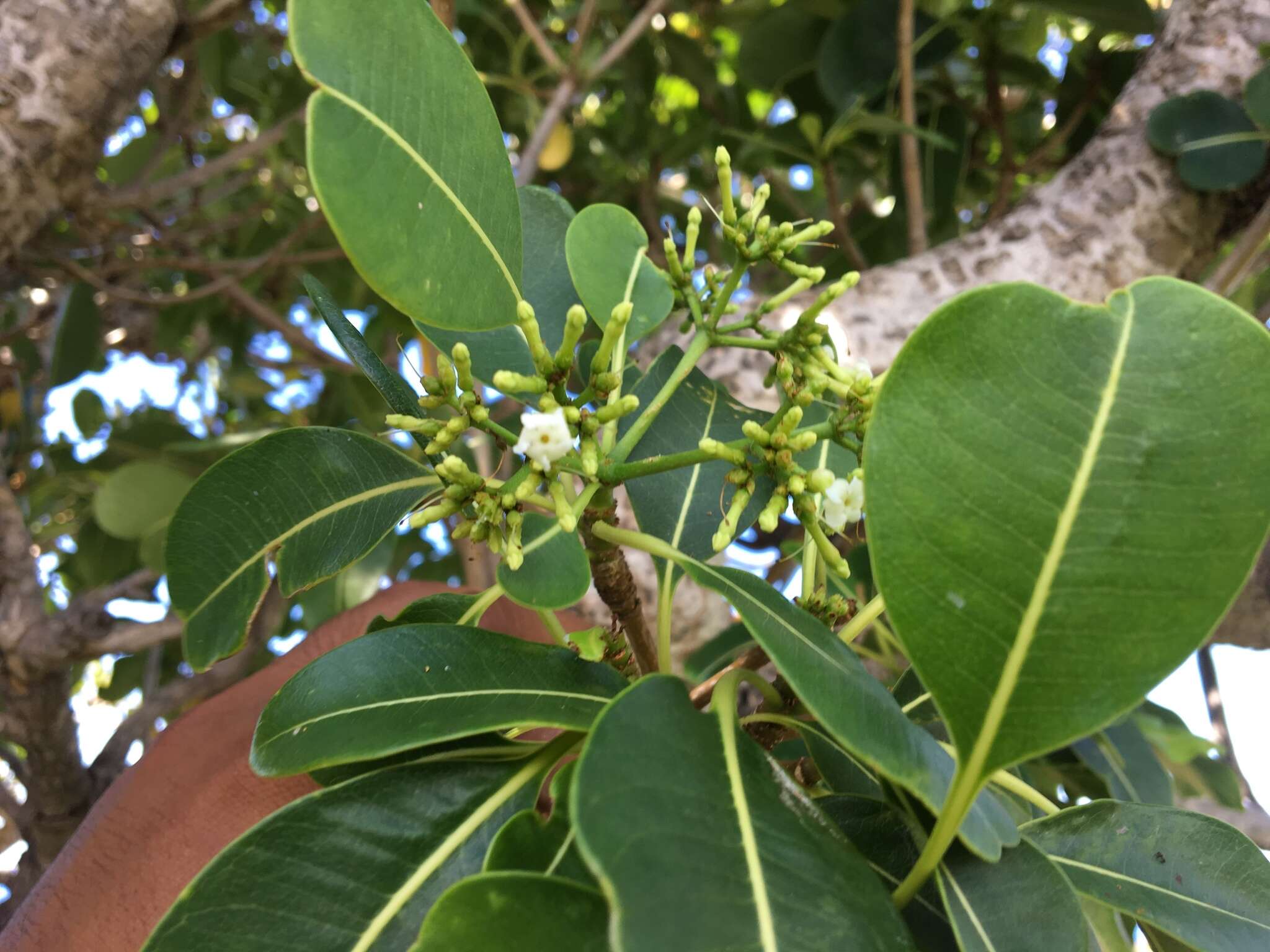 Image of devil's-pepper