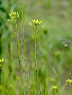 Image of false flax