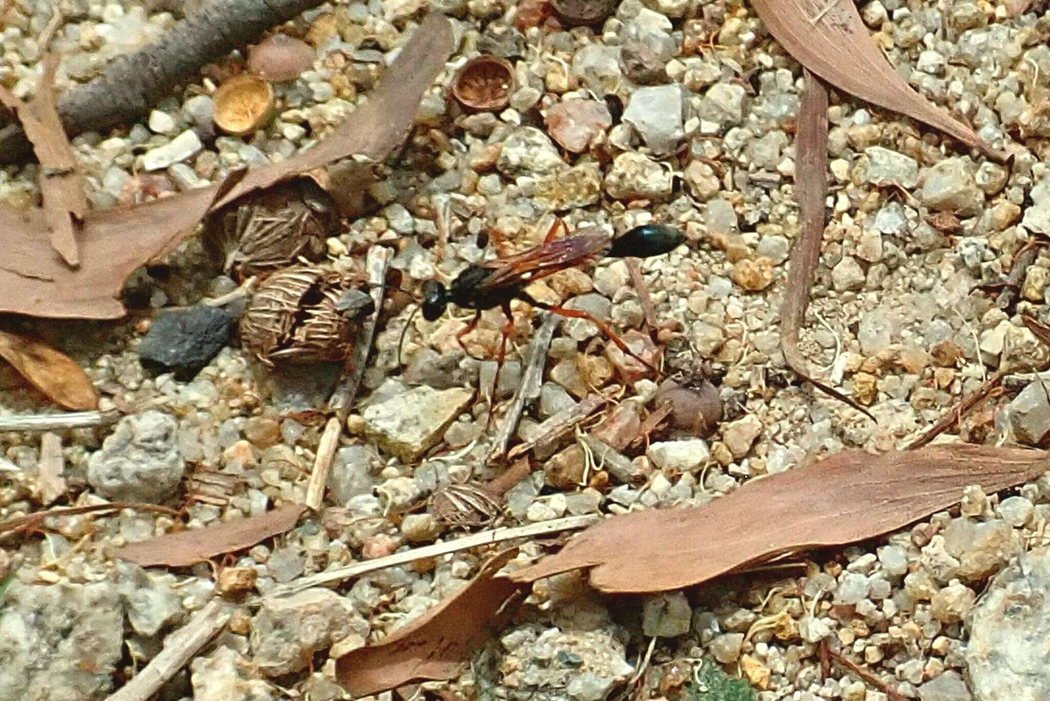 Ammophila clavus (Fabricius 1775) resmi