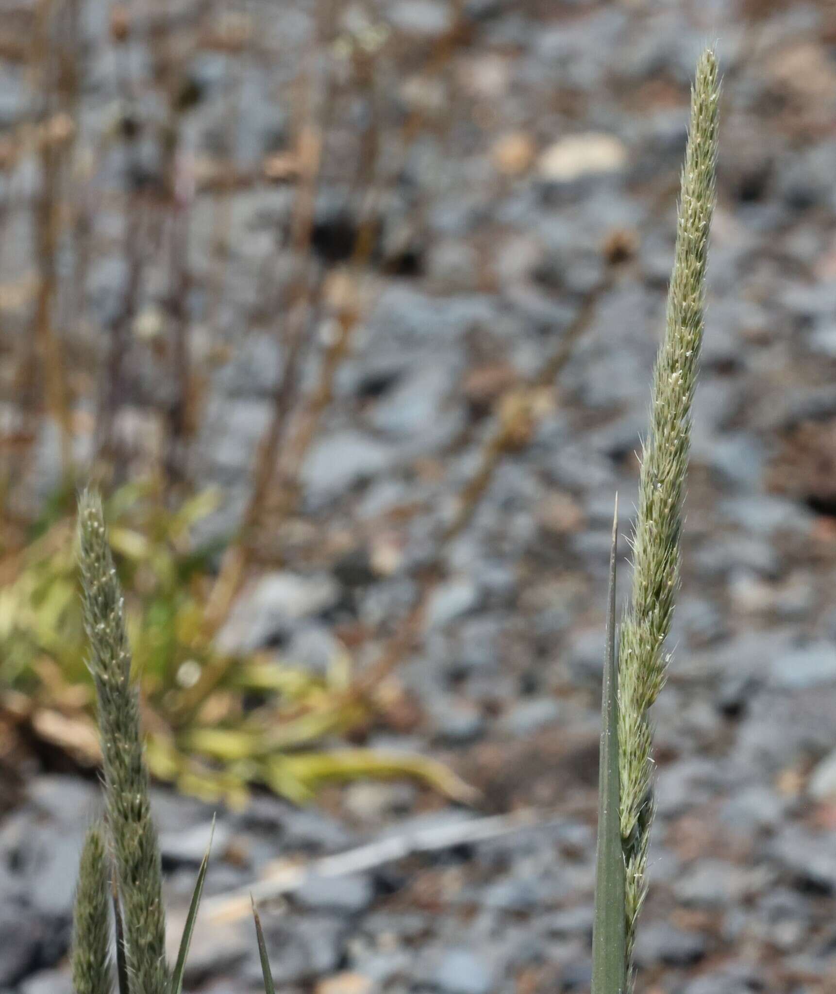 Imagem de Trisetum glomeratum (Kunth) Trin. ex Steud.