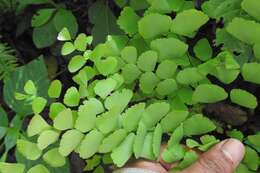 Adiantum amplum C. Presl的圖片