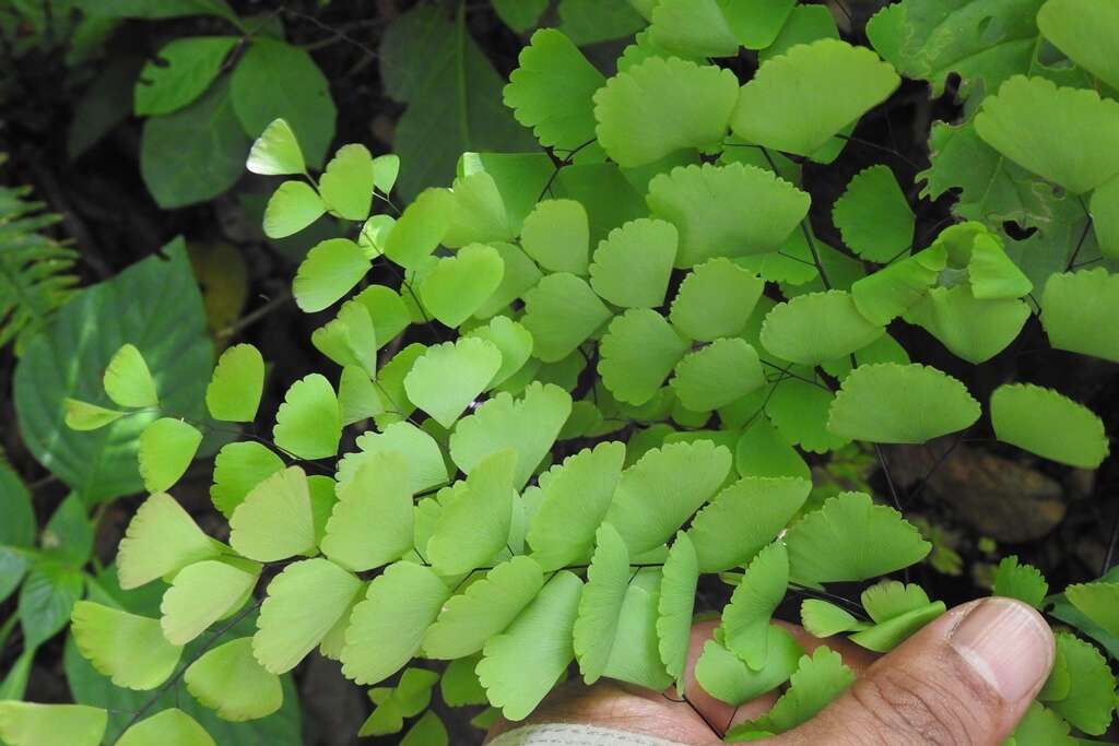 Image of Adiantum amplum C. Presl