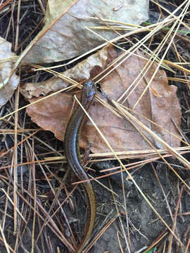 Image of Southern Two-lined Salamander