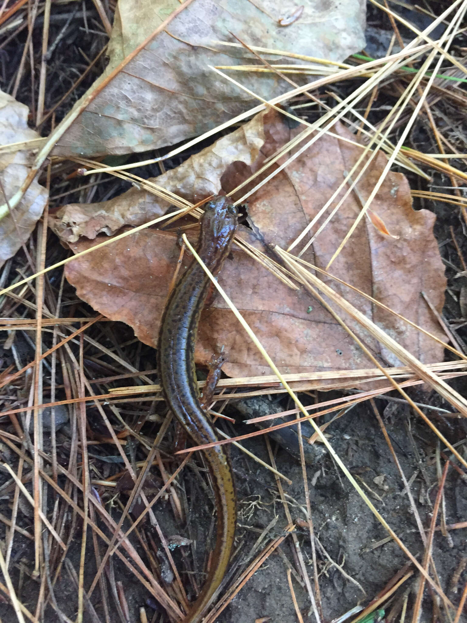 Image of Southern Two-lined Salamander