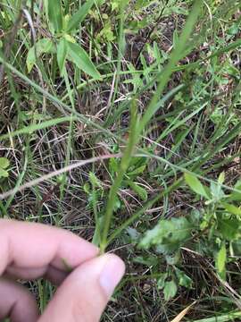 Image of Pinewoods Rose-Gentian