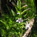 Image of Buchnera ternifolia Kunth