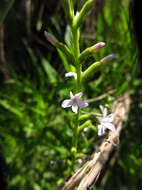 Image of Buchnera ternifolia Kunth