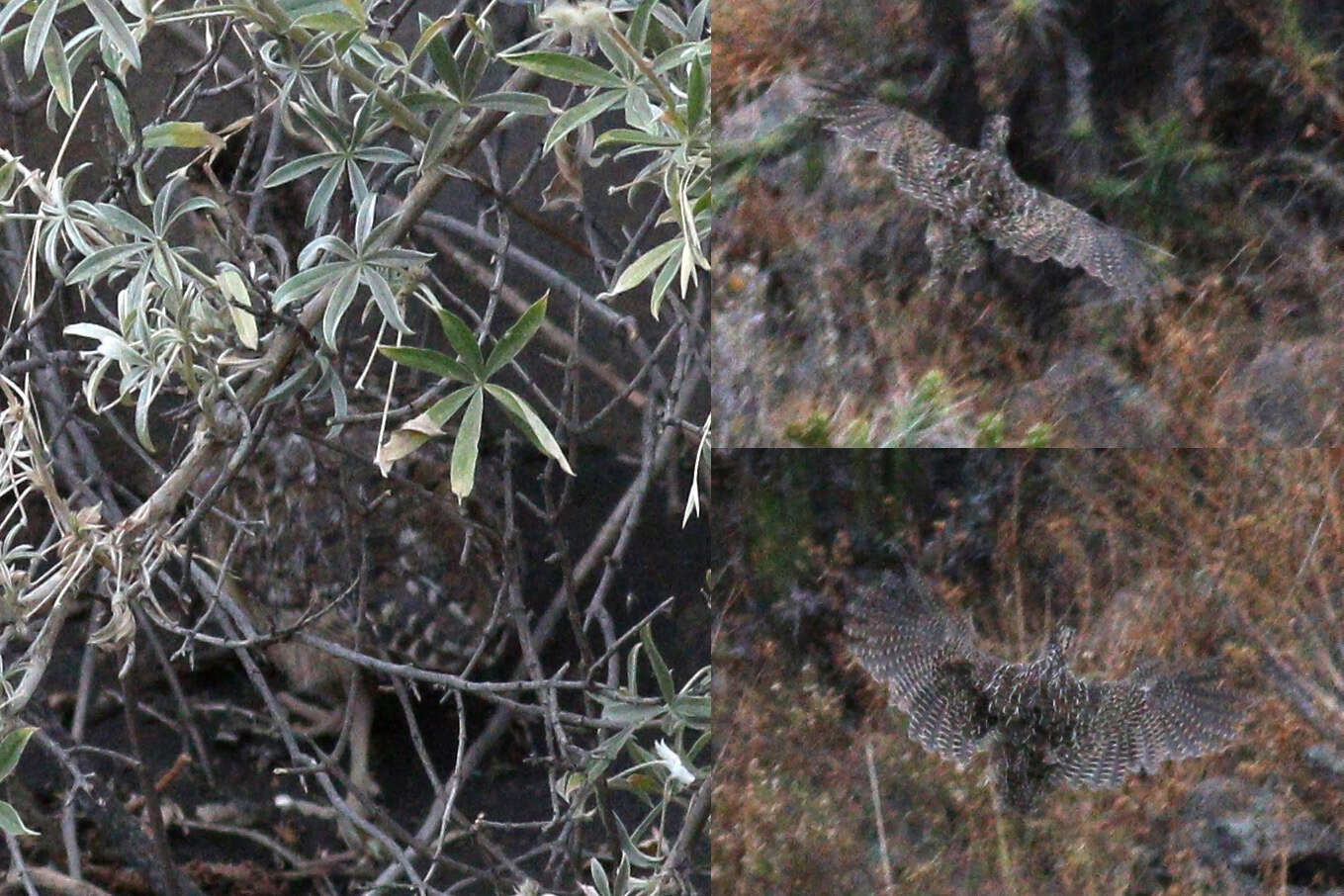 Plancia ëd Nothoprocta pentlandii (Gray & GR 1867)