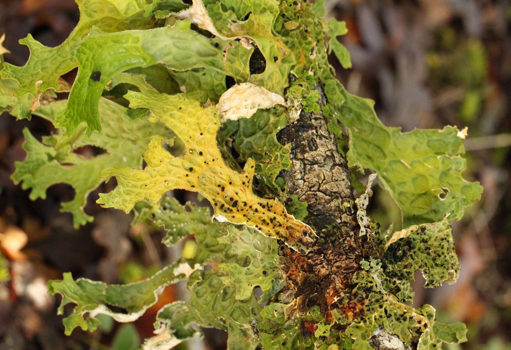 Image of lung lichen