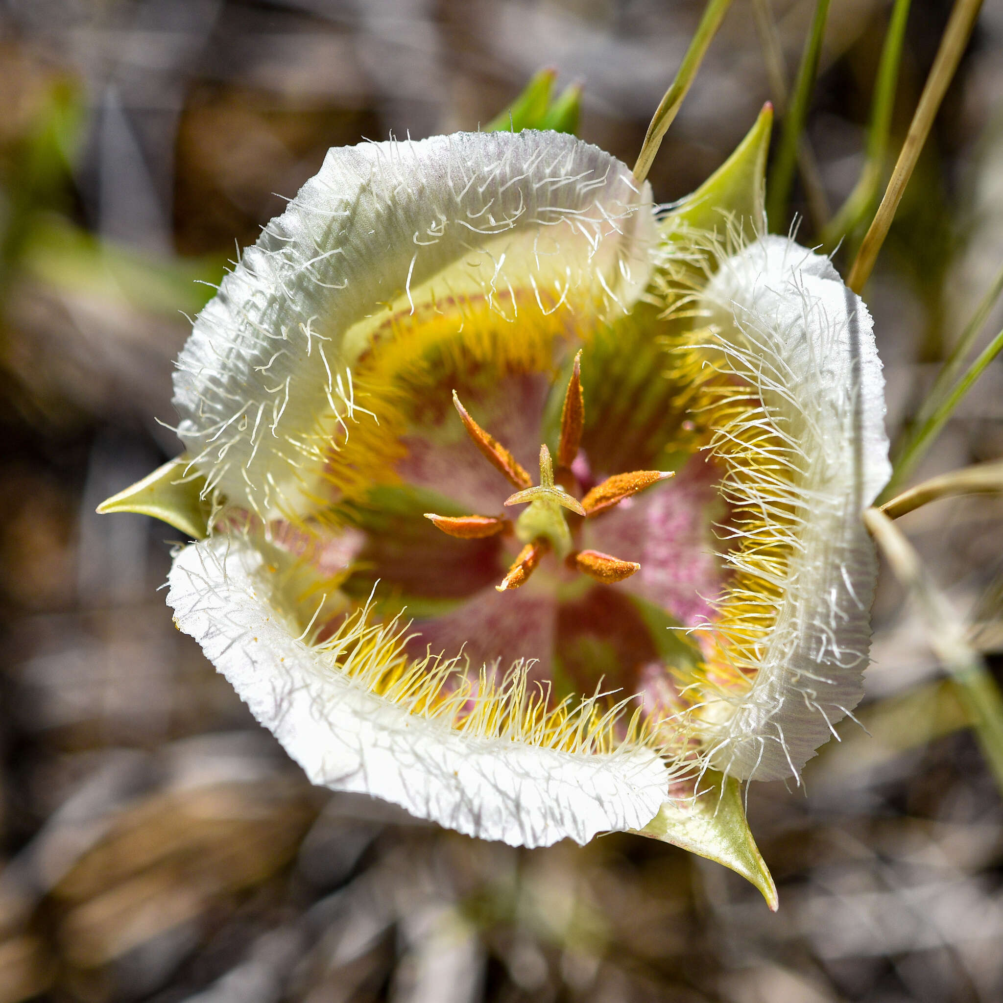 Calochortus coxii M. R. Godfrey & Callahan resmi