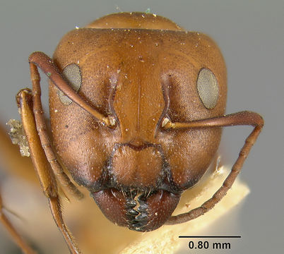Image of <i>Camponotus sayi</i> Emery 1893