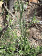 Image of Senecio paniculatus Berg.