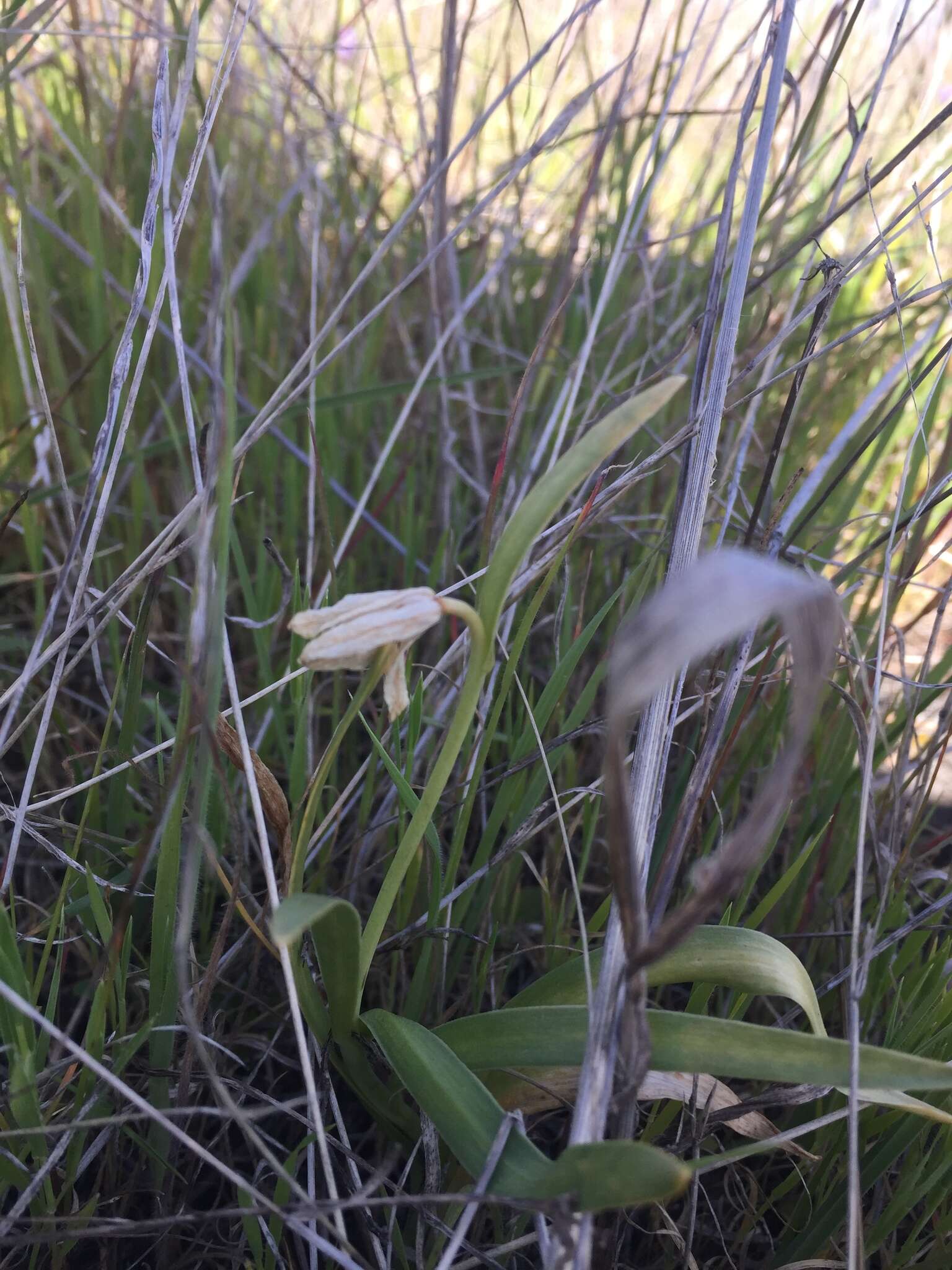 Image of fragrant fritillary