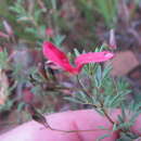 Image of Indigofera tristoides N. E. Br.