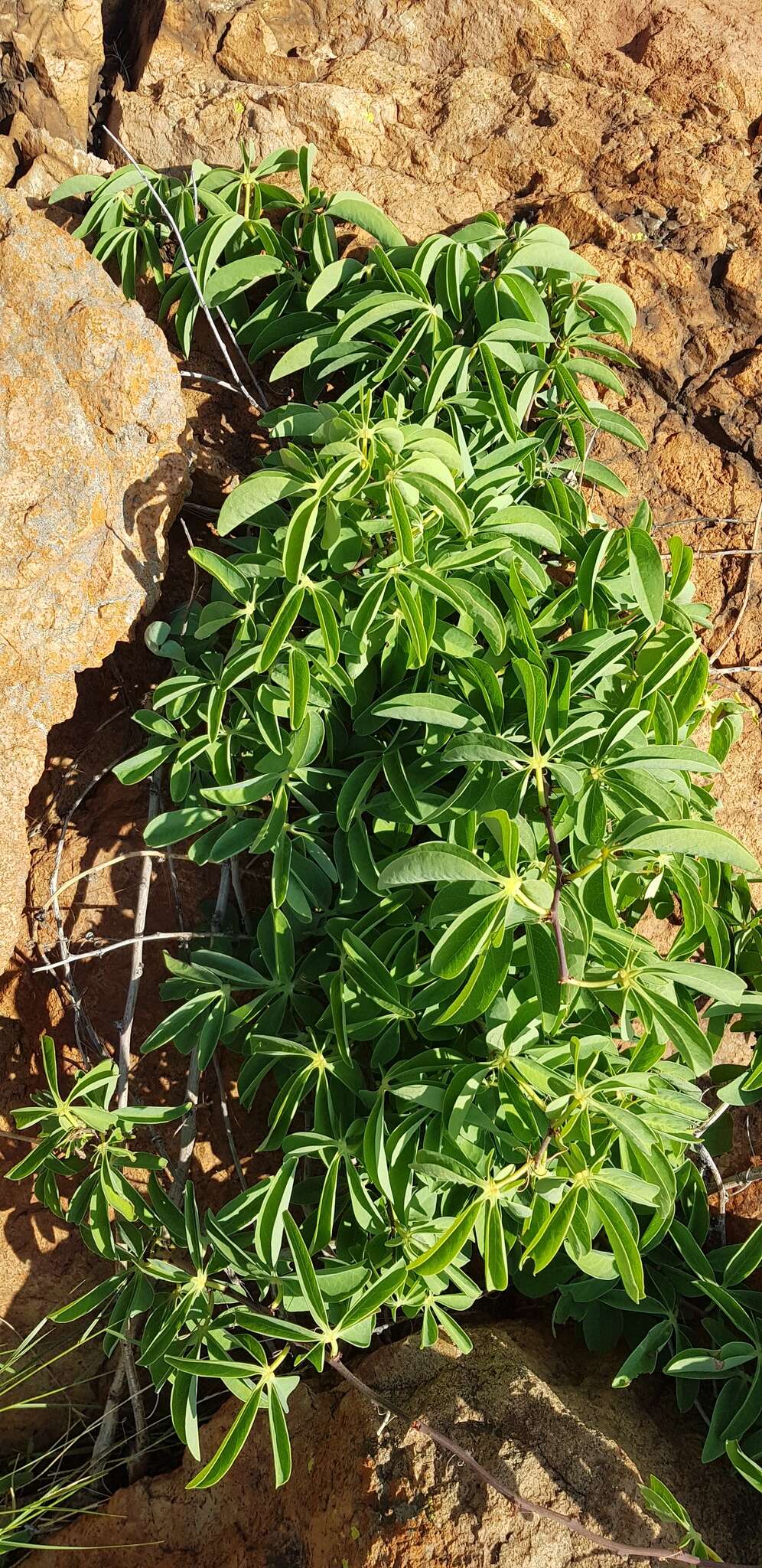 Image of desert rose