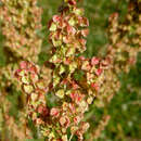 Image of Rumex tianschanicus Los.-Losinsk.