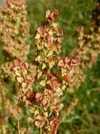 Image of Rumex tianschanicus Los.-Losinsk.