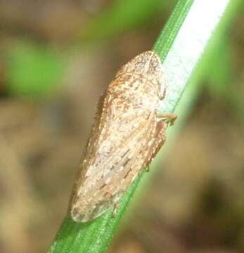 Planaphrodes bifasciata Linnaeus 1758的圖片