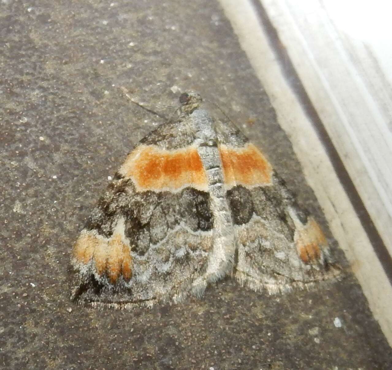 Image of Orange-barred Carpet