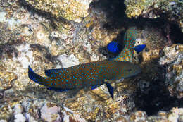 Image of Argus Grouper