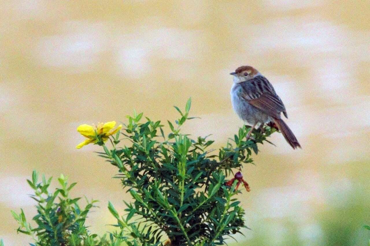 Image of Wailing Cisticola