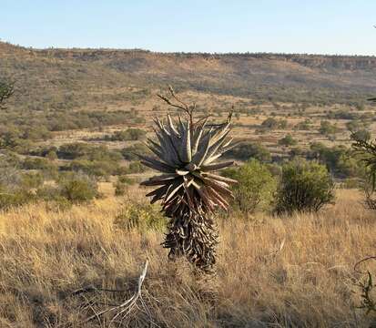 Image of Aloe marlothii subsp. marlothii