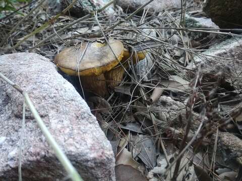 Image of Alessioporus ichnusanus (Alessio, Galli & Littini) Gelardi, Vizzini & Simonini 2014