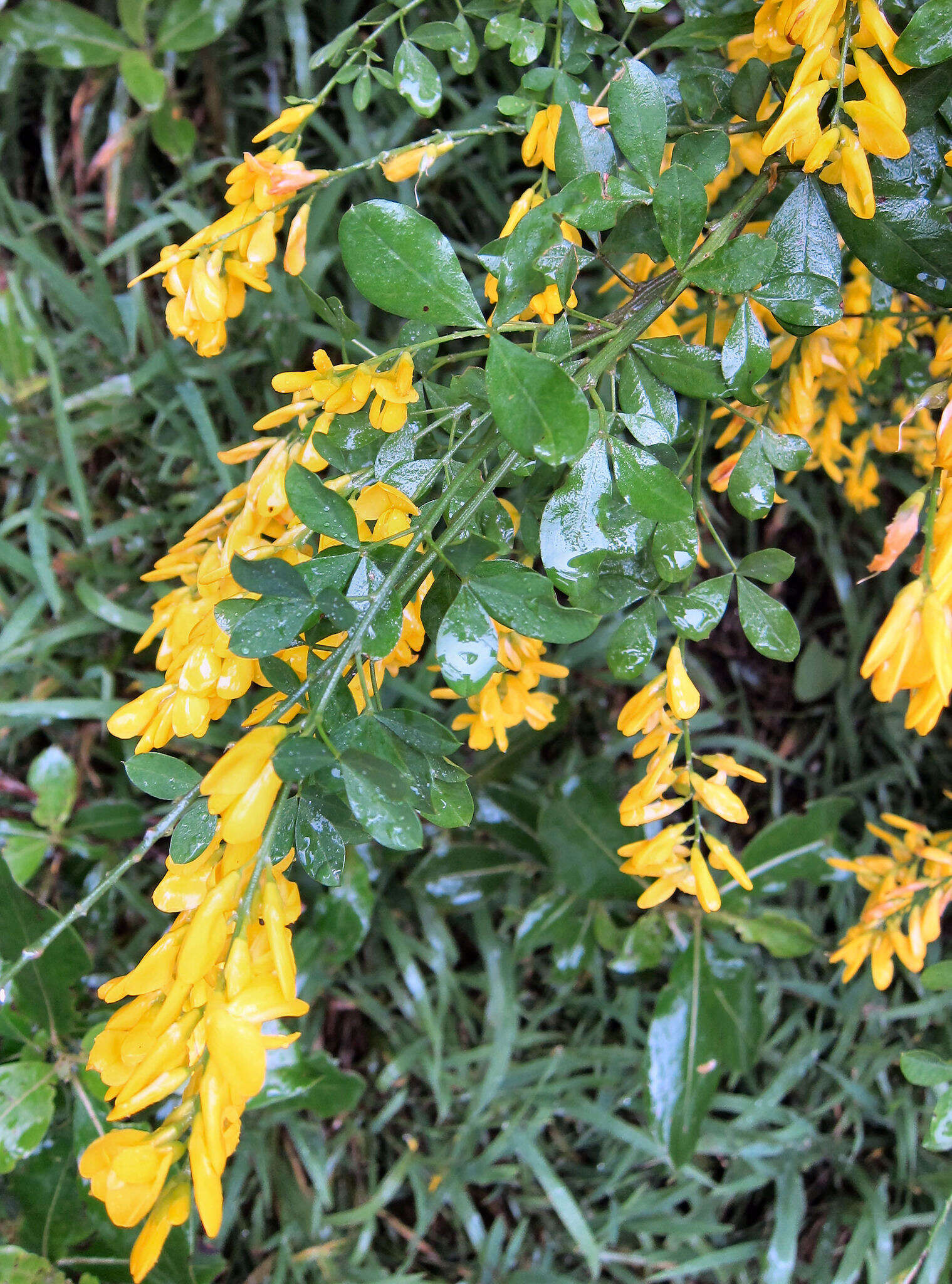 Image of leafy broom