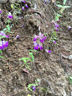 صورة Collinsia heterophylla Buist ex Graham