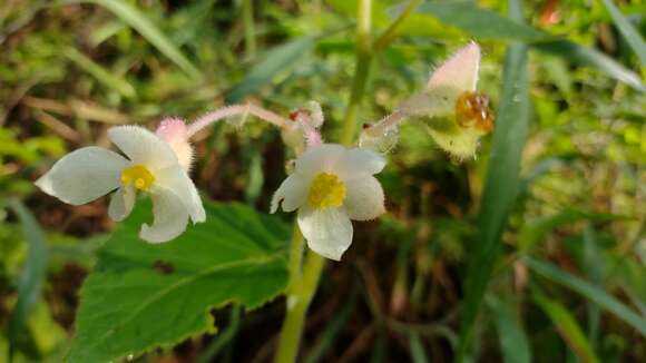 Image of Begonia palmeri S. Watson