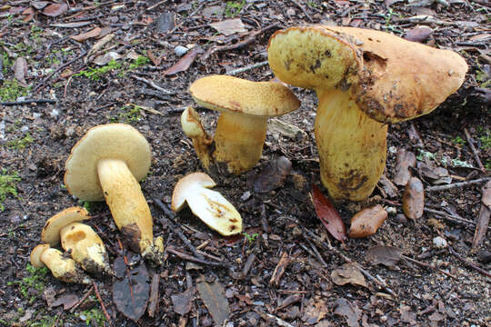 Image of Aureoboletus moravicus (Vacek) Klofac 2010