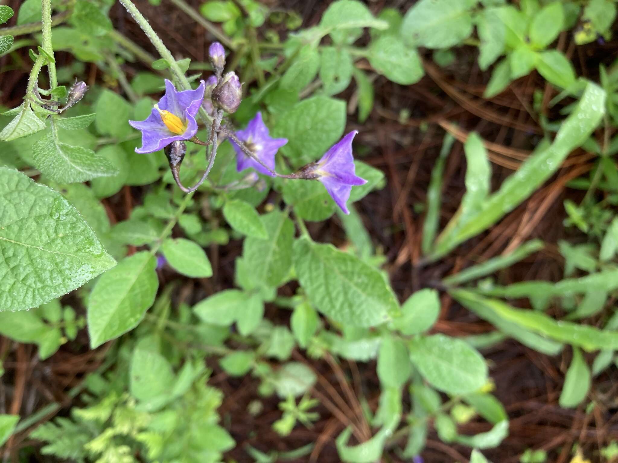 Solanum demissum Lindl.的圖片