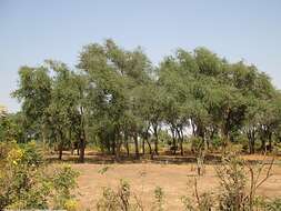 Image of acacia