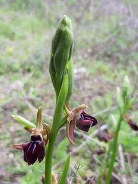 Image of Ophrys mammosa subsp. mouterdeana B. Baumann & H. Baumann