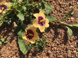 Image of Diascia bicolor K. E. Steiner