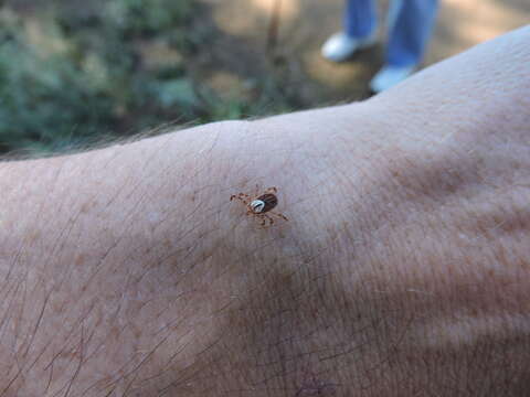 Image of Gulf Coast Tick