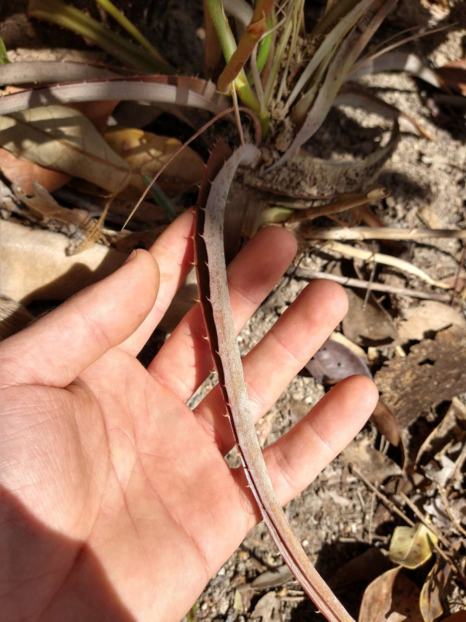 Dyckia machrisiana L. B. Sm. resmi