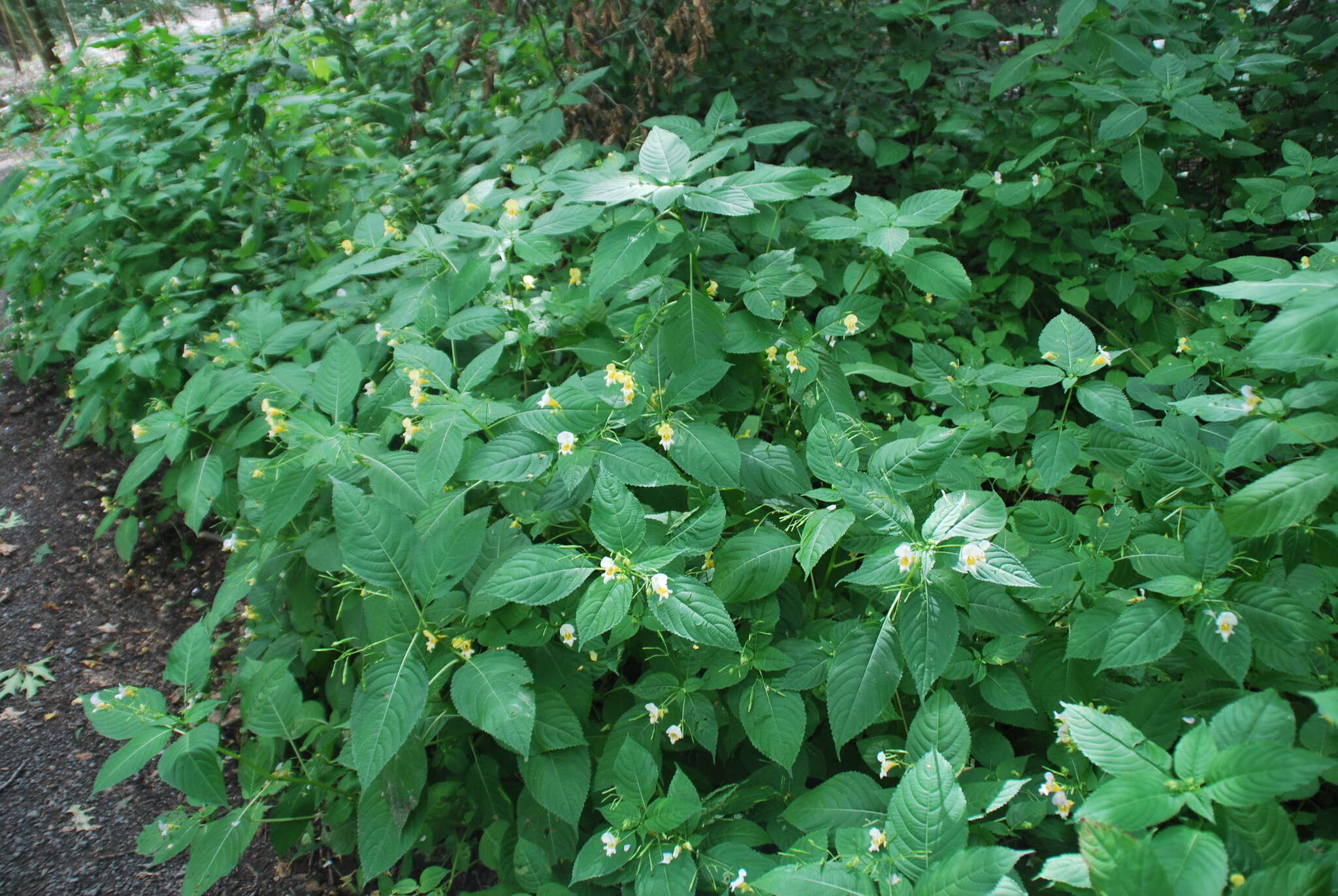 Image of Impatiens edgeworthii Hook. fil.