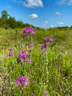 Image of sessileleaf pinelandcress