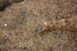 Image of California bay shrimp