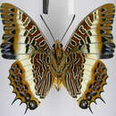 Charaxes brutus angustus Rothschild 1900的圖片