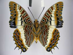 Image of Charaxes brutus angustus Rothschild 1900