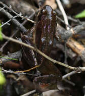 Image of Dybowski's frog