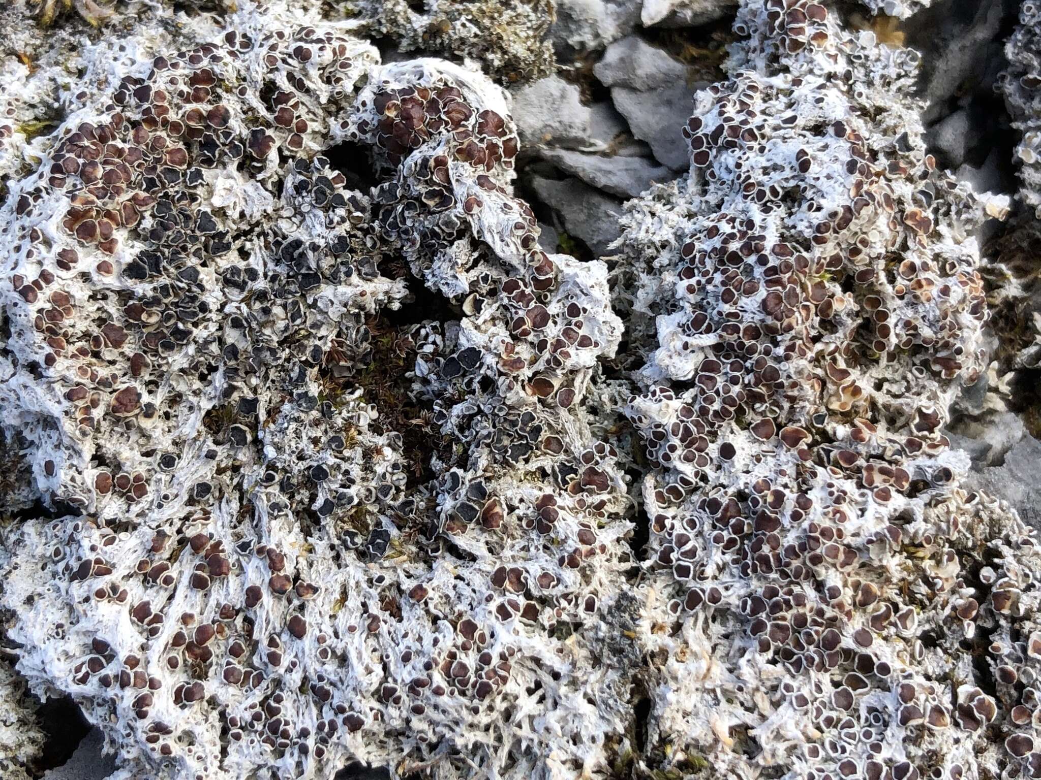 Image of rim lichen