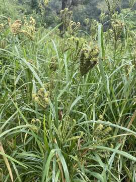 Image of finger millet