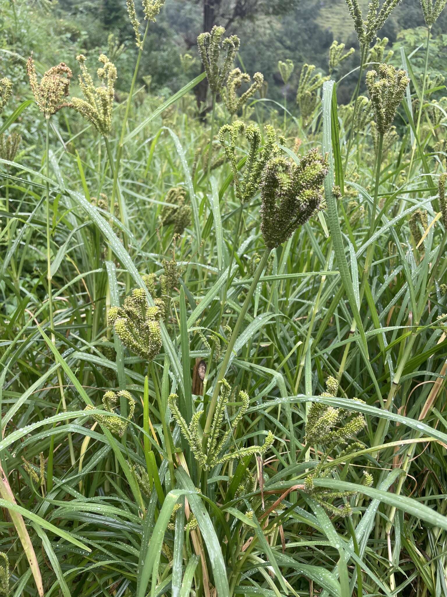 Plancia ëd Eleusine coracana (L.) Gaertn.