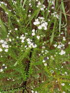 Image of Phylica ericoides var. ericoides