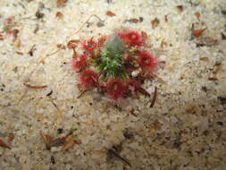 Image de Drosera eneabba N. Marchant & Lowrie